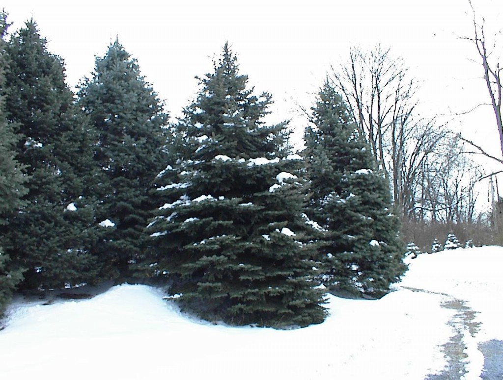 evergreens in the snow