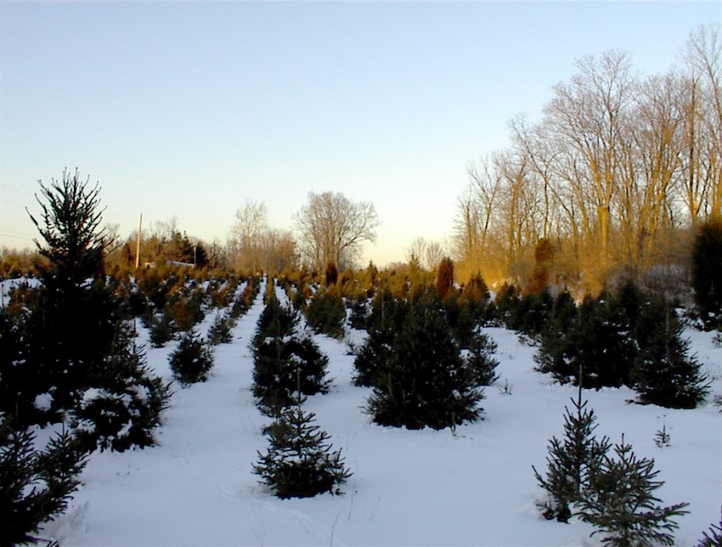 sunset over the snowy evergreens